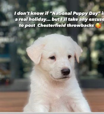 شاهد .. بالصور - جينيفر أنيستون تحتفل بيوم الجرو الوطني