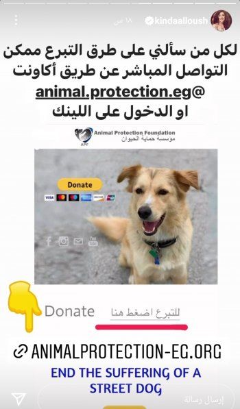 شاهد .. كندة علوش تناشد متابعيها للتبرع للكلاب الجائعة