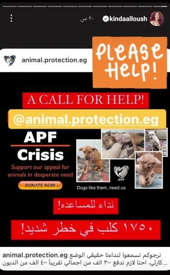 شاهد .. كندة علوش تناشد متابعيها للتبرع للكلاب الجائعة