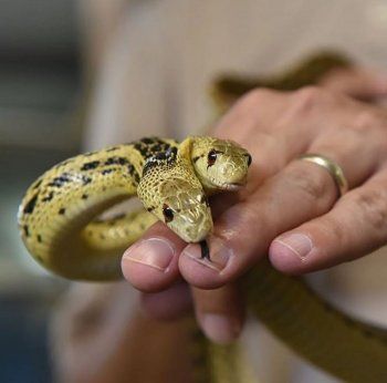 شاهد .. نيكولاس كيدج يكشف عن إمتلاكه "أفعى برأسين".. وهذا ما أنفقه لشرائها