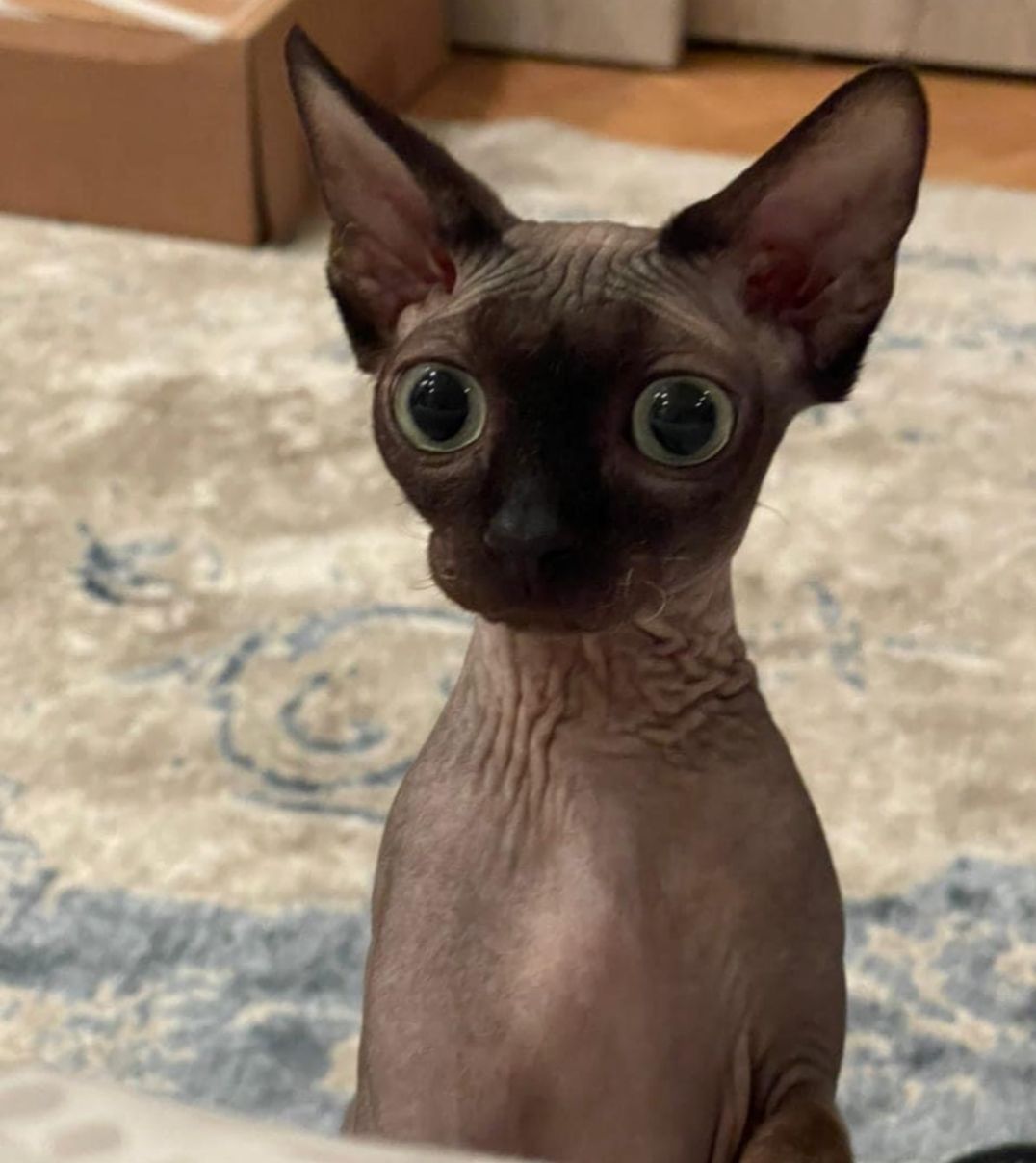 ياسمين عبدالعزيز تثير الجدل بصورة لعروسة القط ببوس- شاهد