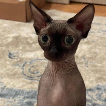 شاهد .. ياسمين عبد العزيز تنشر صورة "عروسة ببوس" الباهظ الثمن.. وها نوعها