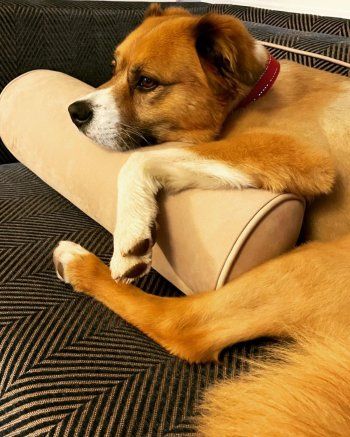 شاهد .. بالصور - كريس إيفانز يحتفل مع كلبه في اليوم الوطني لإنقاذ الكلاب