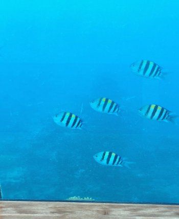 شاهد .. بالصور - هنادي مهنا تستمتع بإجازتها في جزر المالديف