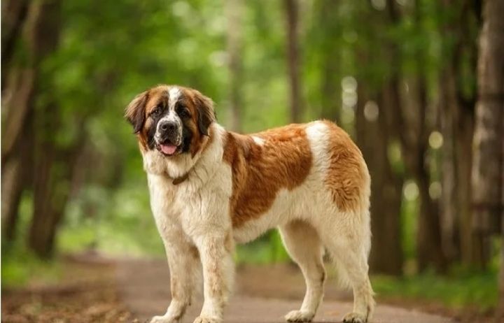 جائزة بالم دوغ السينمائية تذهب لـ”كلب أوكراني”