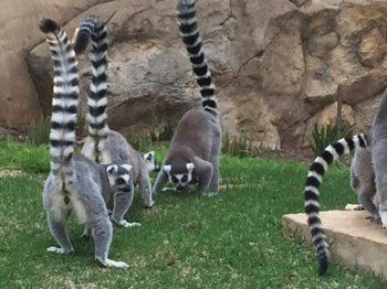 شاهد .. تايلور سويفت تمتلك ثالث أغلى قطة في العالم وباريس هيلتون بنت لكلابها قصر خاص.. إليكم قائمة بمشاهير يمتلكون حيوانات باهظة وغريبة