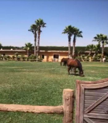 شاهد .. جولة في قصر عاصي الحلاني في البقاع.. يمتلك مزرعة خيول وحديقة كبيرة -بالصور والفيديو