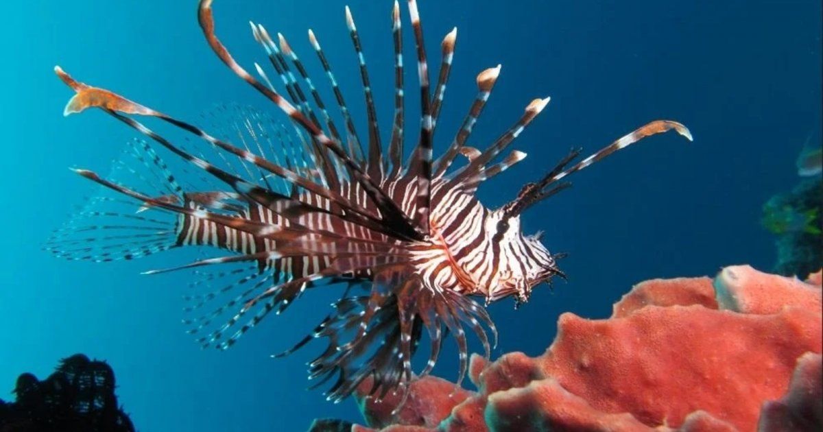 شاهد .. أسماك لا يمكن للإنسان أكلها