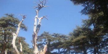 شاهد .. خاص- أرز الرب هو مجد لبنان وذكر في الكتاب المقدس 72 مرة ووصفه الكاتب الفرنسي لامارتين بالذخائر الطبيعية