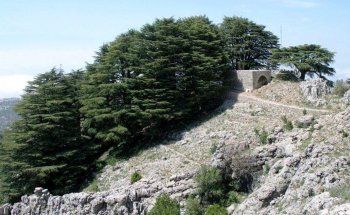 شاهد .. خاص- أرز الرب هو مجد لبنان وذكر في الكتاب المقدس 72 مرة ووصفه الكاتب الفرنسي لامارتين بالذخائر الطبيعية