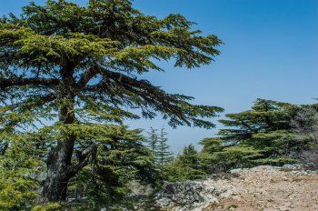 شاهد .. خاص- أرز الرب هو مجد لبنان وذكر في الكتاب المقدس 72 مرة ووصفه الكاتب الفرنسي لامارتين بالذخائر الطبيعية