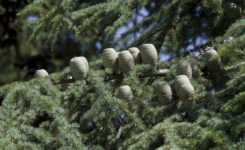 شاهد .. خاص- أرز الرب هو مجد لبنان وذكر في الكتاب المقدس 72 مرة ووصفه الكاتب الفرنسي لامارتين بالذخائر الطبيعية