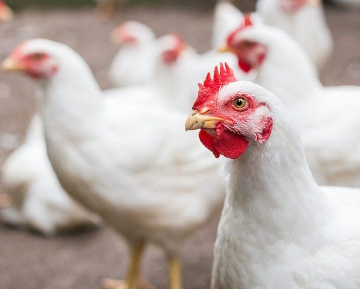 شعبة الدواجن تكشف عن السعر العادل لـ”الفراخ”