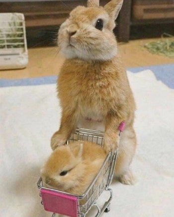 شاهد .. بالصور- الأرانب تضعف قلب نادين نسيب نجيم..وهذا ما قالته عنها