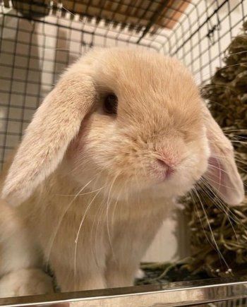 شاهد .. بالصور- الأرانب تضعف قلب نادين نسيب نجيم..وهذا ما قالته عنها