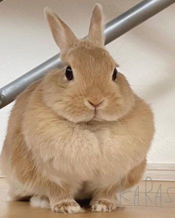 شاهد .. بالصور- الأرانب تضعف قلب نادين نسيب نجيم..وهذا ما قالته عنها