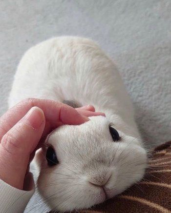 شاهد .. بالصور- الأرانب تضعف قلب نادين نسيب نجيم..وهذا ما قالته عنها