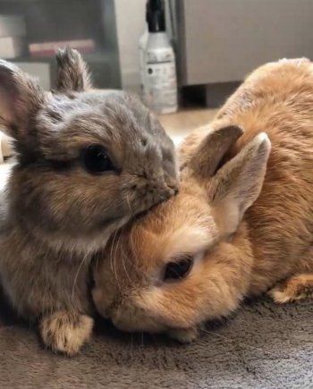 شاهد .. بالصور- الأرانب تضعف قلب نادين نسيب نجيم..وهذا ما قالته عنها