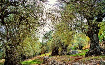 شاهد .. خاص- كوكبا قرية لبنانية جنوبية فيها عين المسيح العجائبية وأشجار زيتون معمّرة