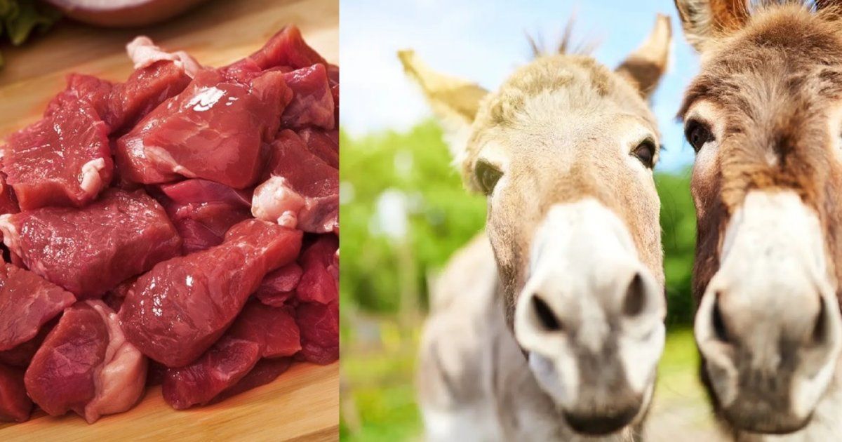 شاهد .. إعلامي مصري شهير بتصريح مفاجئ : أكلت لحم حمير لـ 20 عاماً