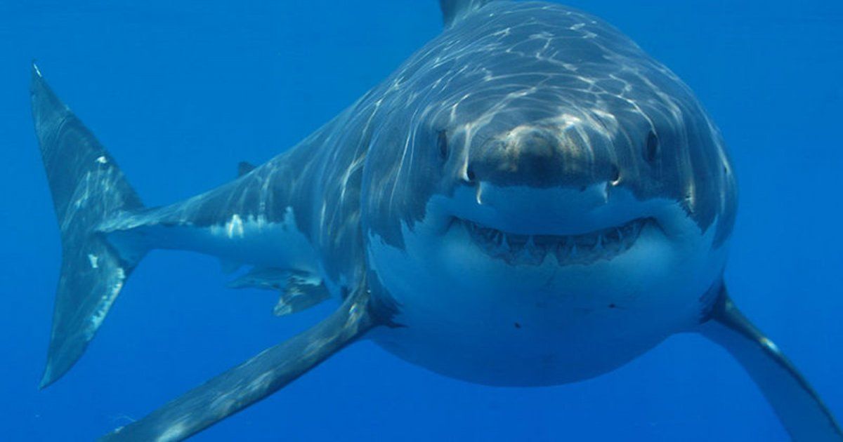 شاهد .. ممثلة مصرية تكشف عن تعرضها لهجوم من قرش أثناء السباحة