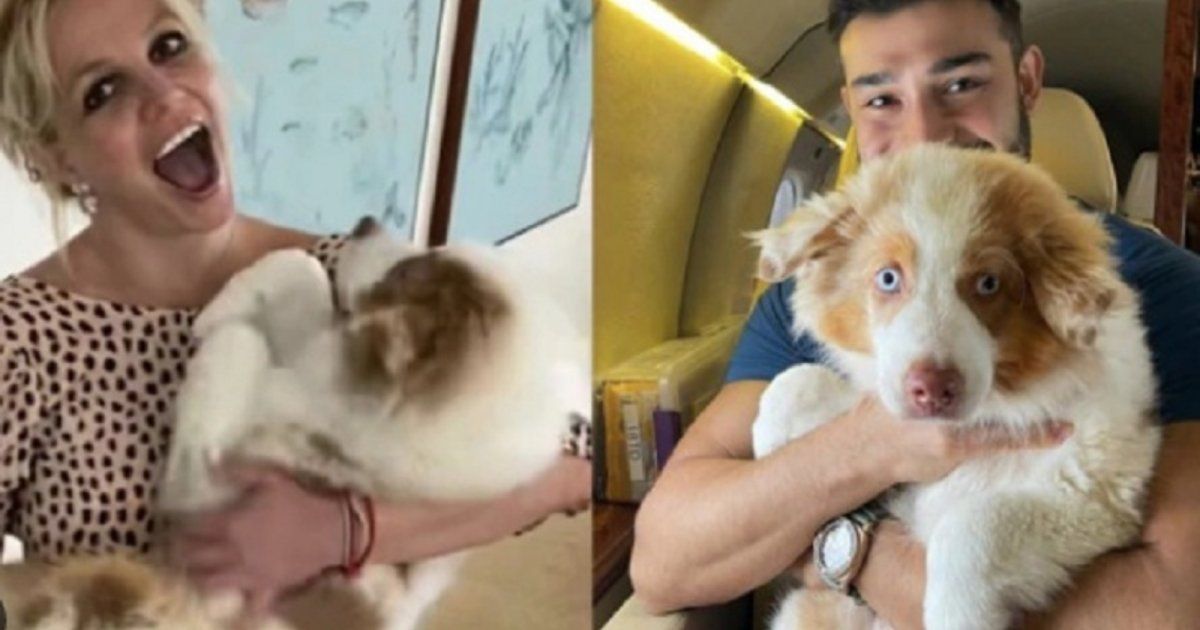 شاهد .. بعد طلاقهما.. بريتني سبيرز تتوصل الى حل مع سام أصغري على حضانة الكلاب