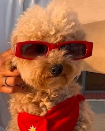 شاهد .. بالصور- يارا السكري تستمتع بوقتها..وهذا ما فعلته بكلبها