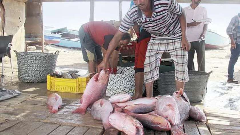 بالفيديو| شاهد خروج أطنان الأسماك من البحر في السويس.. الأهالي مبسوطة