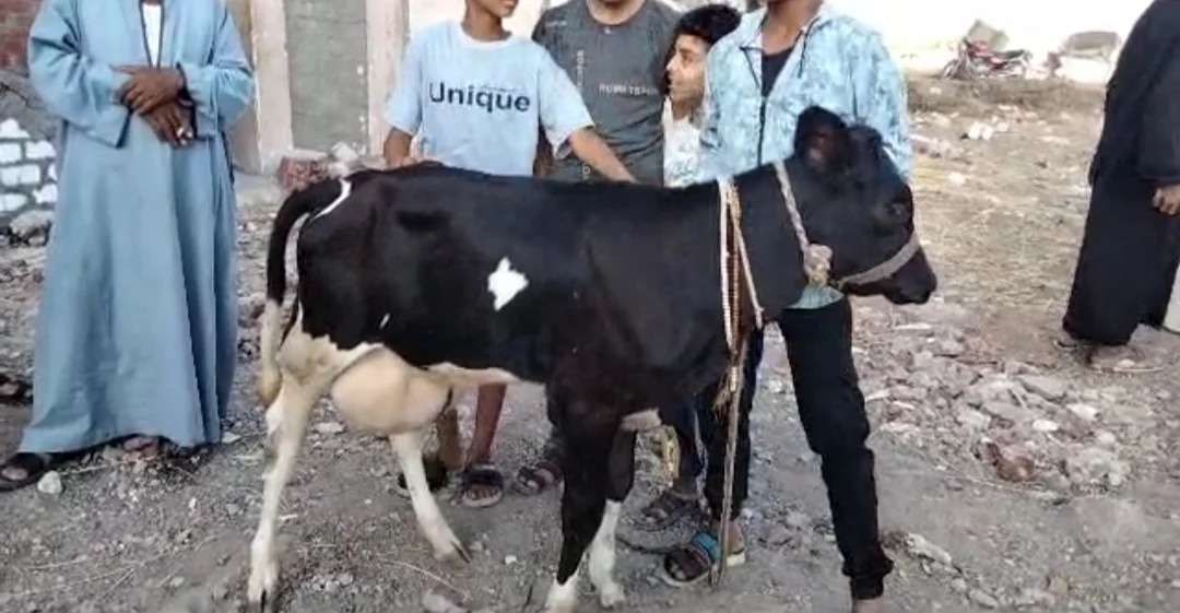 قصة البقرة المعجزة في البحيرة كاملة.. عمرها 4 أشهر وحامل في جنين عمره 9