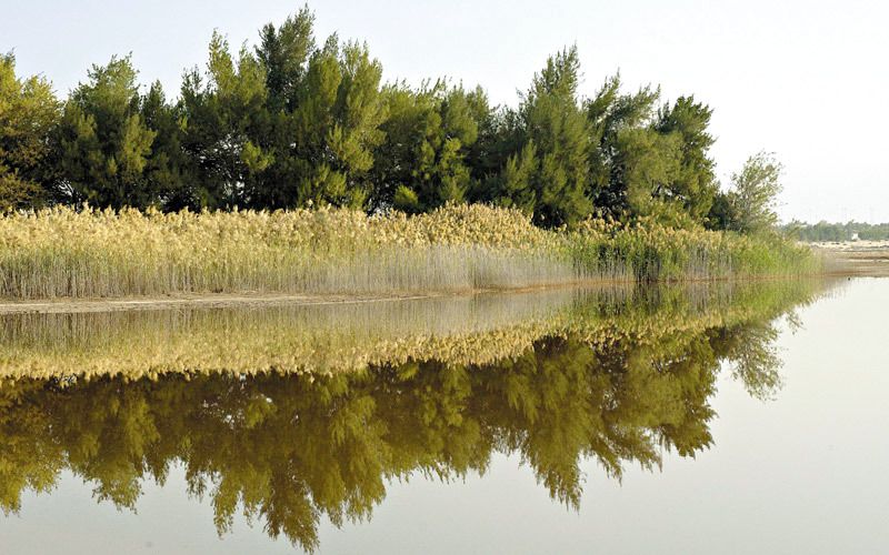 الإمارات تستنهض جهود حماية شجرة القرم