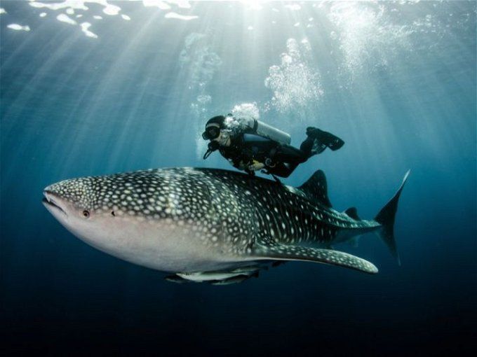 أخبار مصر | القرش الحوتي ظهر من جديد في مرسى علم.. كل ما تريد معرفته عن بهلول الأليف