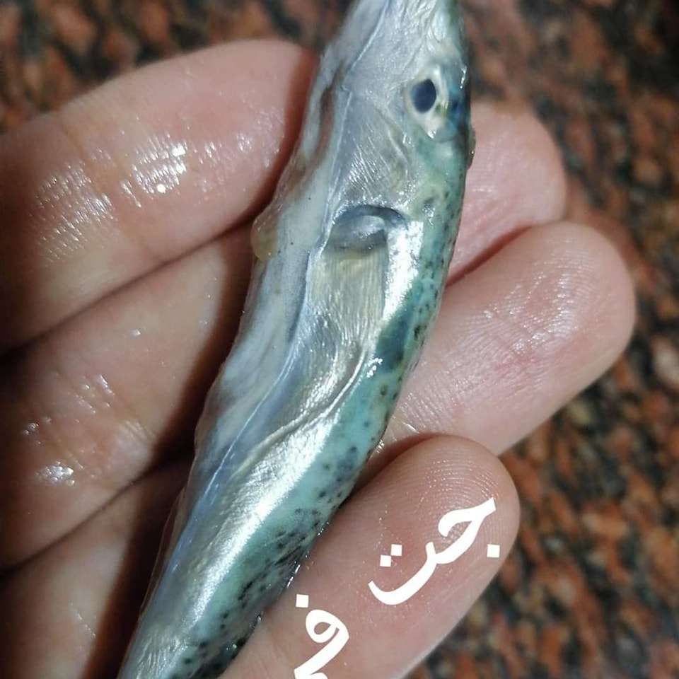 تحذير للمصريين| البساريا فيها سم قاتل.. يؤدي للوفاة خلال ساعات