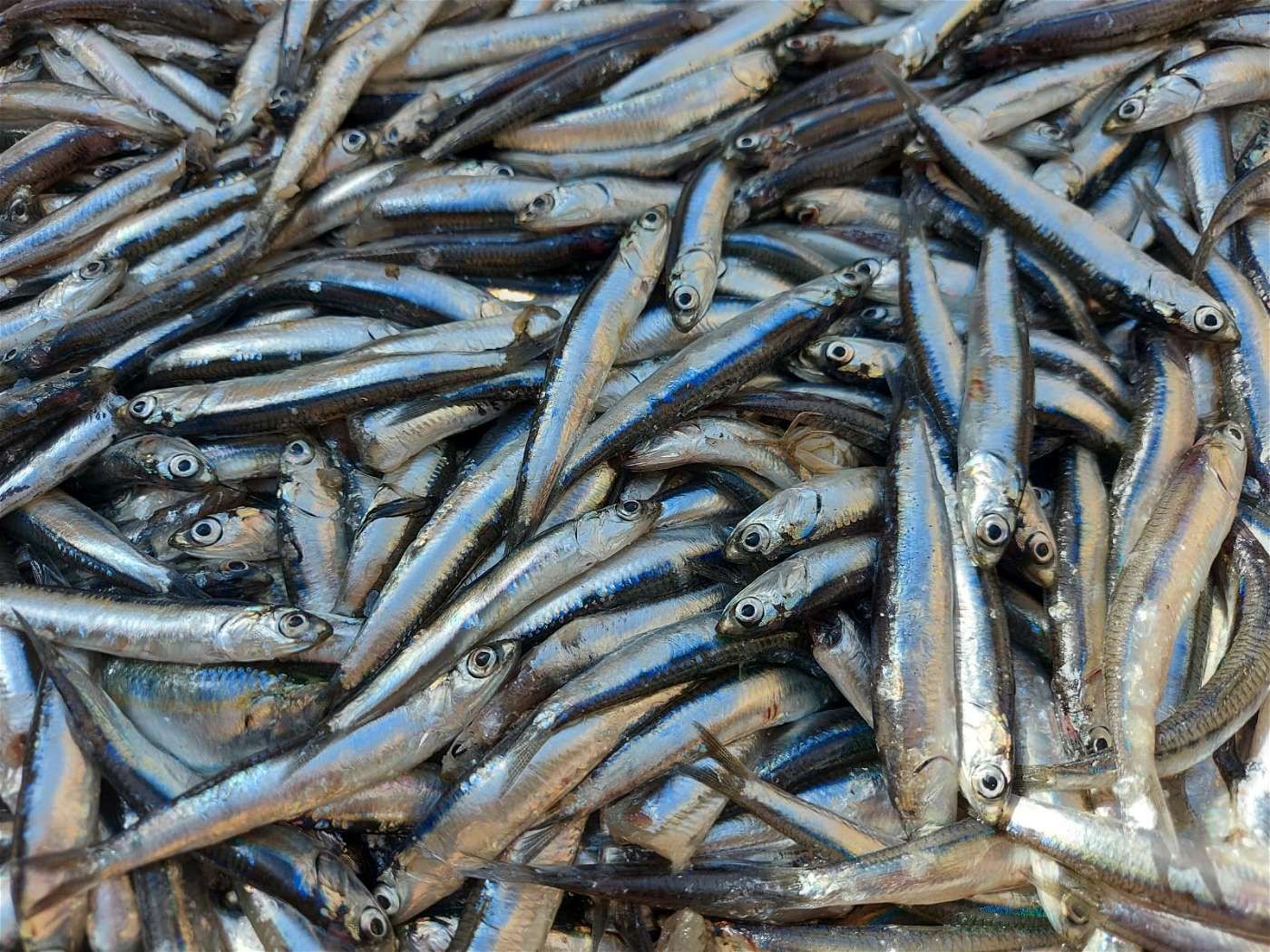 تحذير للمصريين| البساريا فيها سم قاتل.. يؤدي للوفاة خلال ساعات