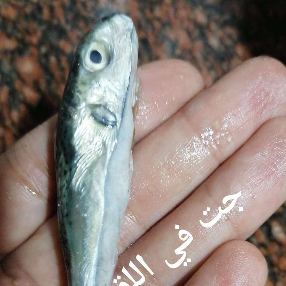 تحذير للمصريين| البساريا فيها سم قاتل.. يؤدي للوفاة خلال ساعات