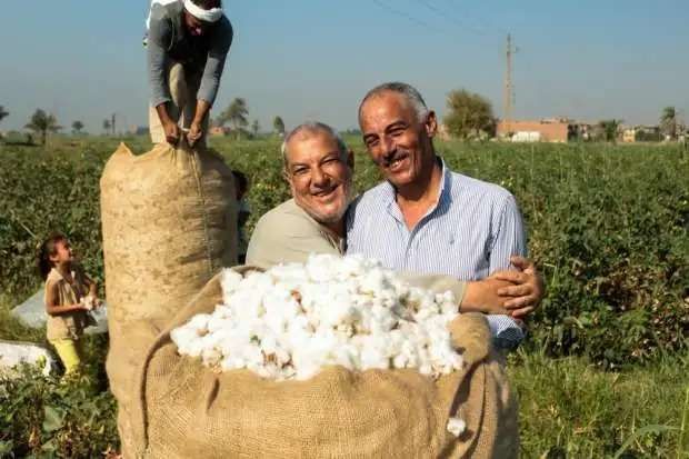 الكيس رايح للسما.. سعر قنطار القطن في الأسواق اليوم الأربعاء