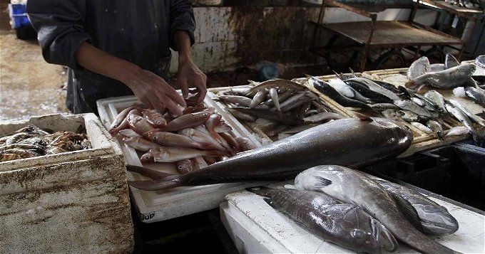 أخبار مصر | عاجل| انتشار أسماك غير صالحة للاستهلاك الآدمي في الأسواق .. بيان عاجل من الحكومة