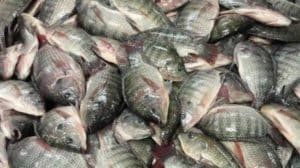 أخبار مصر | عاجل| انتشار أسماك غير صالحة للاستهلاك الآدمي في الأسواق .. بيان عاجل من الحكومة