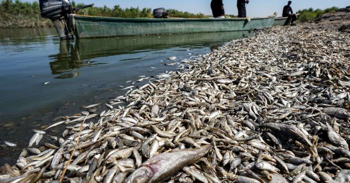 “انتشار أسماك ميتة وغير صالحة للاستهلاك في مصر”.. توضيح مهم وعاجل