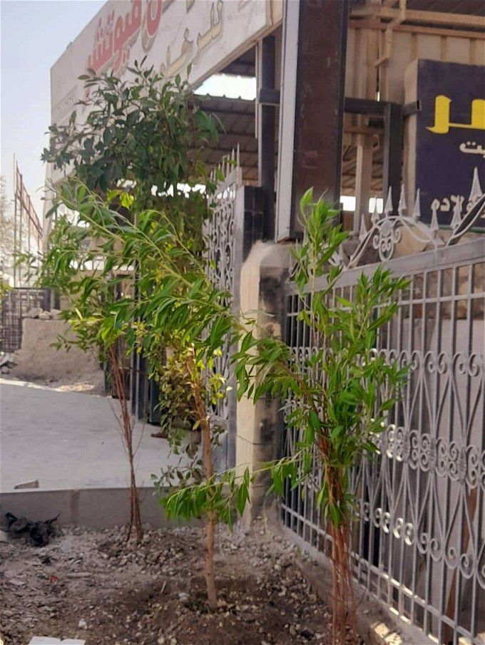 أخبار مصر | وزارة البيئة تعلن بدء أعمال تشجير محافظة القاهرة