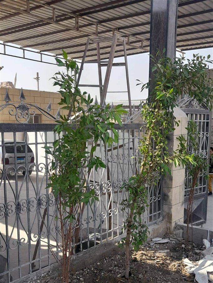 أخبار مصر | وزارة البيئة تعلن بدء أعمال تشجير محافظة القاهرة