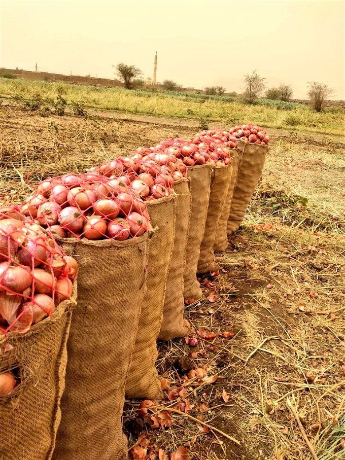 أخبار مصر | سعر البصل عال العال بقرار حكومي.. انخفاض مفاجئ لـ أسعار السلع والخضروات اليوم