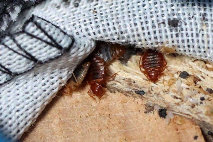 أخبار مصر | انتشار بق الفراش فى مصر .. بيان مفاجئ يصدر عن وزارة الصحة قبل قليل