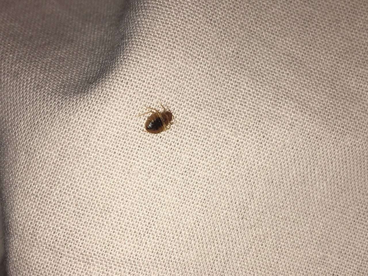 الصحة توجه تعليمات مهمة بخصوص بق الفراش.. حتى لا نلقى مصير فرنسا