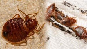 أخبار مصر | انتشار بق الفراش فى مصر .. بيان مفاجئ يصدر عن وزارة الصحة قبل قليل