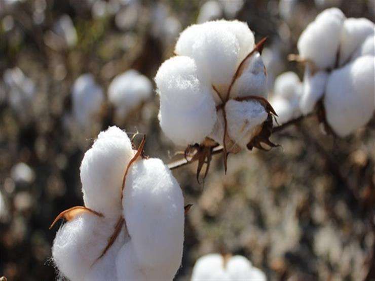 انخفاض كبير في سعر قنطار القطن اليوم الأربعاء.. المزارعين في ورطة