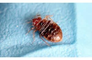 أخبار مصر | انتشار بق الفراش فى مصر .. بيان مفاجئ يصدر عن وزارة الصحة قبل قليل