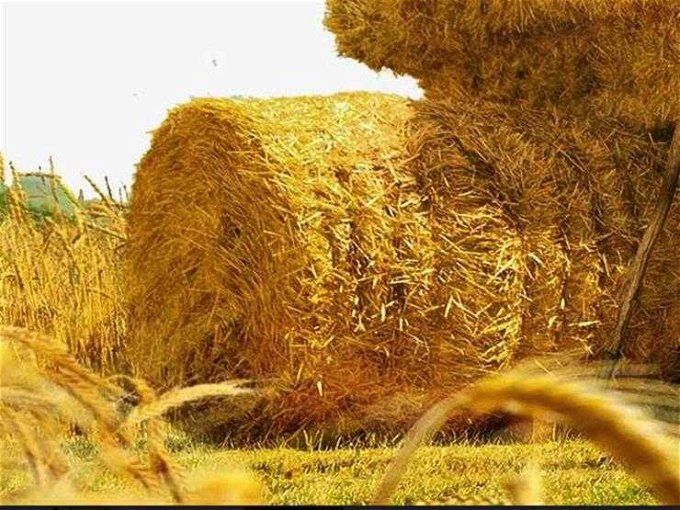 أخبار مصر | الزراعة تنجح في تدوير كميات كبيرة من قش الأرز إلى أسمدة وأعلاف