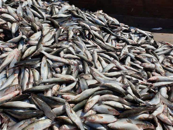 نفوق السمك البوري