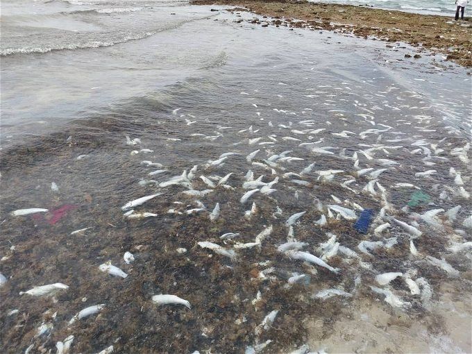 أخبار مصر | نفوق السمك البوري.. الثروة السمكية تزيح الستار عن الحقيقة