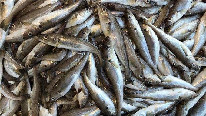 نفوق السمك البوري